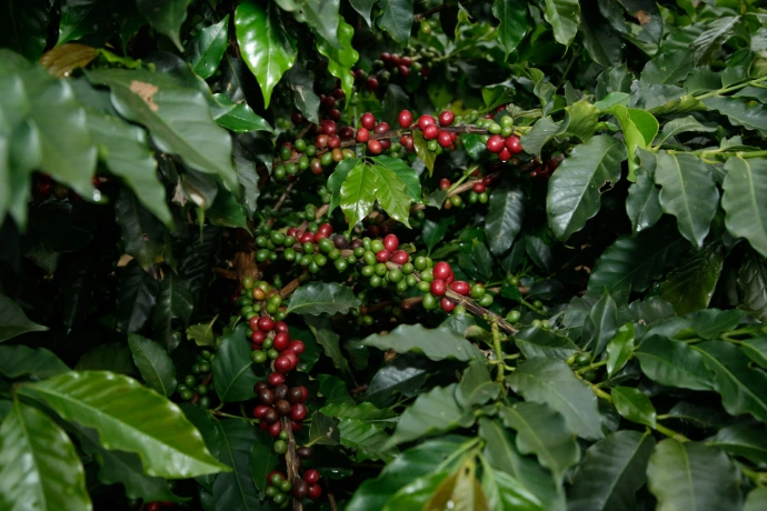 Caffè soggetto al regolamento europeo contro la deforestazione